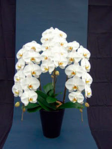胡蝶蘭 orchid2