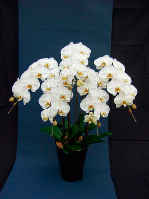 胡蝶蘭 orchid3