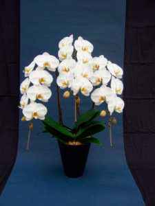 胡蝶蘭 orchid01